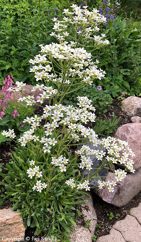 Saxifraga hostii, isorikko